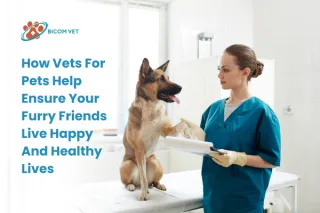 Vets for Pets: Essential Care for Your Furry Friends' Health