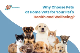 Top Pets at Home Vets for Personalized Care and Convenience