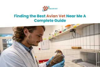 Top Avian Vet Near Me: Essential Guide for Pet Bird Care