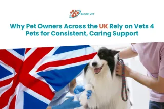 Top Reasons to Trust Vets 4 Pets for Your Pet