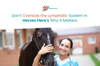 Expert Care for the Lymphatic System in Horses