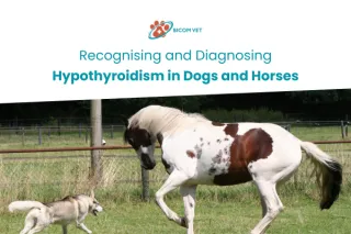 Recognizing and Diagnosing Hypothyroidism in Dogs and Horses