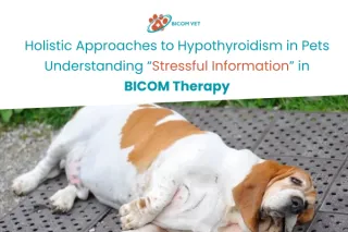 Holistic Approaches to Hypothyroidism in Pets: Understanding Stressful Information in BICOM Therapy
