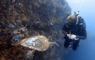 Turtles, Mantas & BMW- what scuba diving can teach us about success in business & life.
