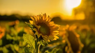 Bloom Differently: Choosing Presence Over Perfection