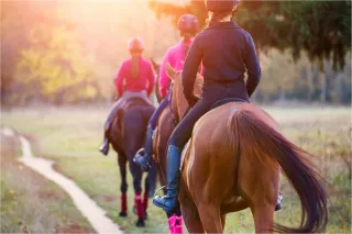 Gold Standard First Aid in Horse Stables