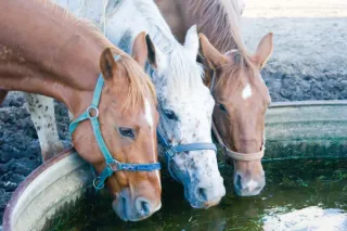 The Connection Between Reliable Pumps and Healthy Livestock