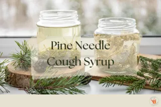 Pine Needle Cough Syrup: Easy Homemade Remedy