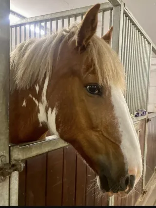 Winner of The Favourite Pony Competition