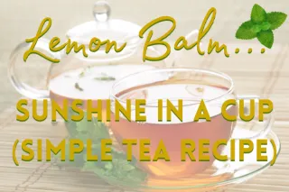 Lemon Balm: Sunshine in a Cup (Simple Tea Recipe)