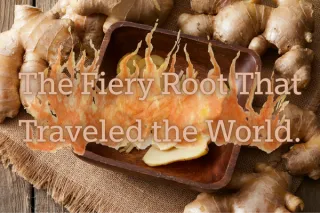 The Fiery Root That Traveled the World