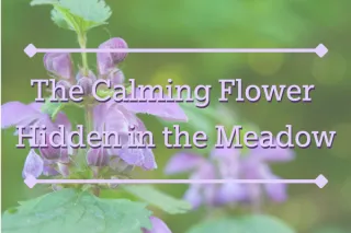 The Calming Flower Hidden in the Meadow