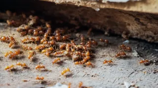 Spring Thaw, Pest Draw: Managing Seasonal Pest Risks