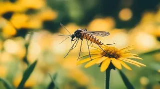 Summer Pest Strategies: Keeping Your Hamilton Home Bug-Free