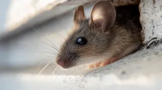  Invaders Indoors: Fall Pest Entry Points to WatchPost