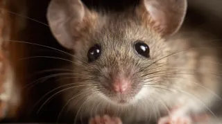 Winter Watch: Keeping Rodents Out in the Cold