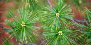 Pine Needles and Their Health Benefits