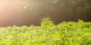 Hemp, CBD, the Brain and Pavlovian Fear Conditioning Extinction