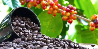 Coffee, Mold, Pesticides and Solutions