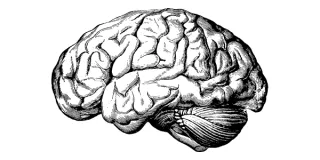 The Brain, DHA, Athletic Performance and Recovery