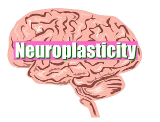 What is Neuroplasticity?