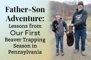 Father-Son Adventure: Lessons from Our First Beaver Trapping Season in Pennsylvania