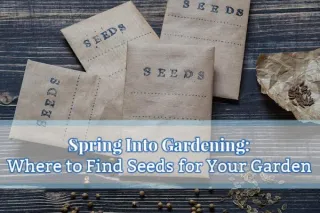Spring Into Gardening: Where to Find Seeds for Your Garden