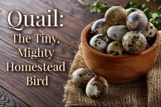 Quail: The Tiny, Mighty Homestead Bird