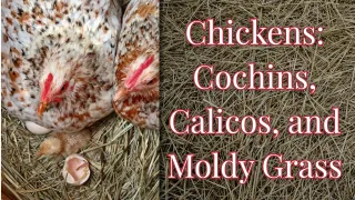 Chickens: Cochins, Calicos, and Moldy Grass