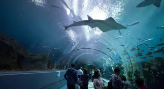 🌊 Dive into Wonder: Exploring Atlanta's Georgia Aquarium