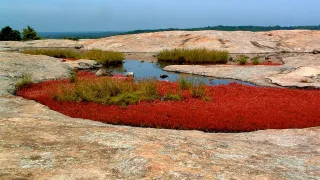 
🌄 Not Just Another Hike: Arabia Mountain Will Leave You Speechless 🌿
