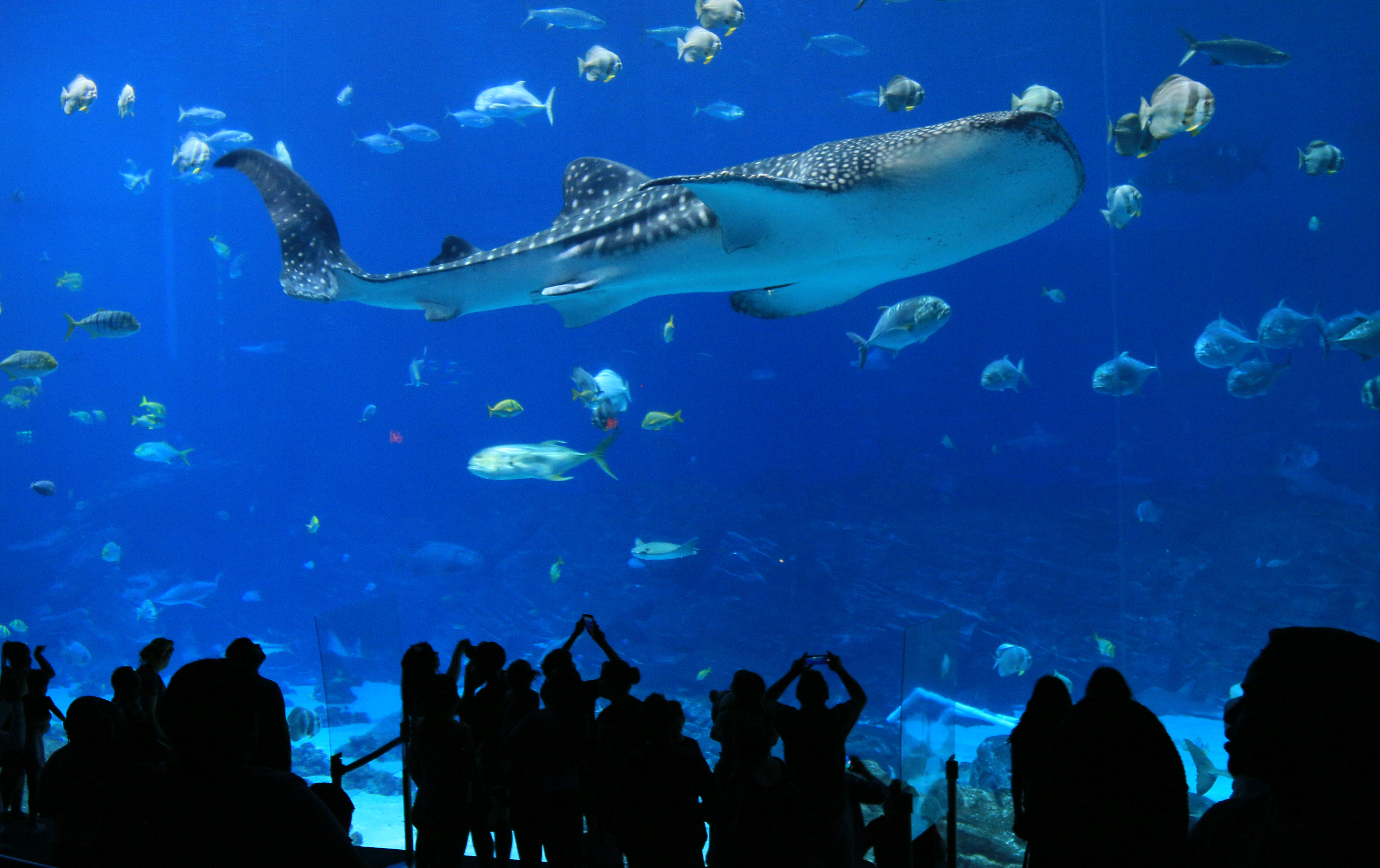 🐠 Dive Into Fun at Georgia Aquarium — R3 Whipz, Atlanta, GA