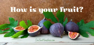 How is your fruit? (#5)