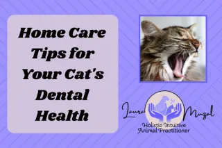 Home Care Tips for Your Cat's Dental Health