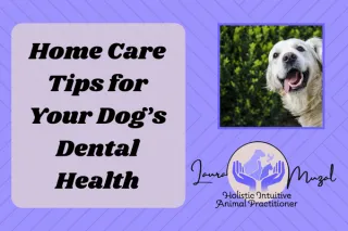 Home Care Tips for Your Dog's Dental Health