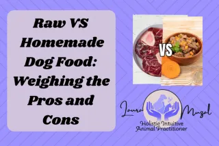 Raw VS  Homemade Dog Food: Weighing the Pros and Cons