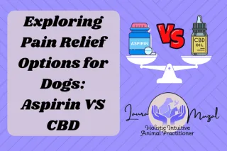 Exploring Pain Relief Options for Dogs: Aspirin VS CBD