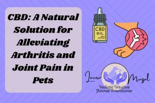 CBD: A Natural Solution for Alleviating Arthritis and Joint Pain in Pets