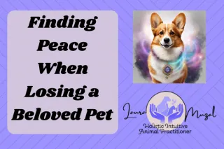 Finding Peace When Losing a Beloved Pet