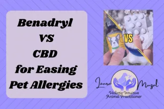 Benadryl  VS CBD  for Easing Pet Allergies