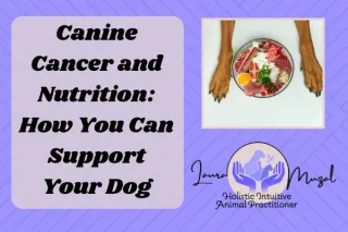 Canine Cancer and Nutrition: How You Can Support Your Dog