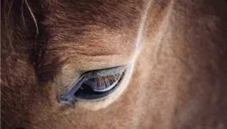 Learned Helplessness