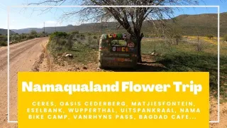Namaqualand Flower Tour in 2022