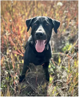 The Science Behind Human Remains Detection Dogs: What Makes Them So Effective?