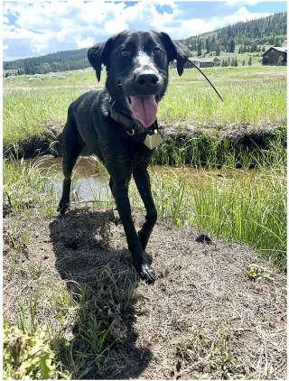 The Power of Video: Enhancing Detection Dog Training Through Visual Analysis
