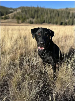 How to Stay Motivated in Long-Term Detection Training: A Handler’s Journey