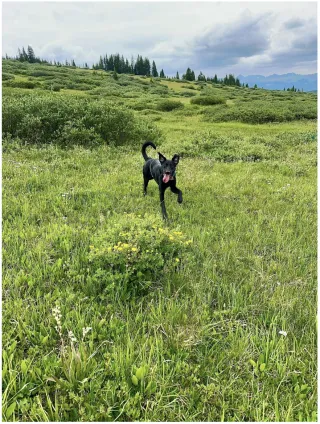 Using Digital Tools for Better Dog Training: A Handler’s Guide