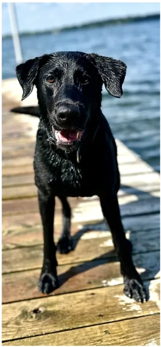 OdorQuest: A Collaborative Journey in Science-Driven Detection Dog Training



