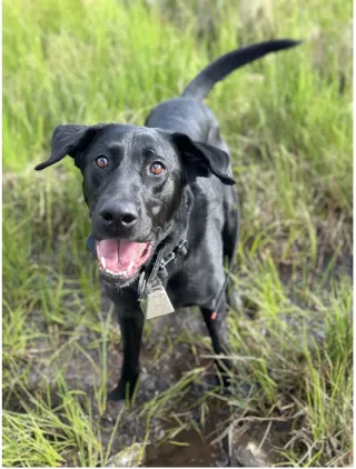 Enhancing Executive Function in Human Remains Detection Dog Training