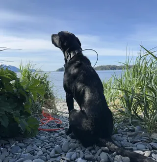 Creating Intentional Training Plans: How to Improve Your Dog's Skills